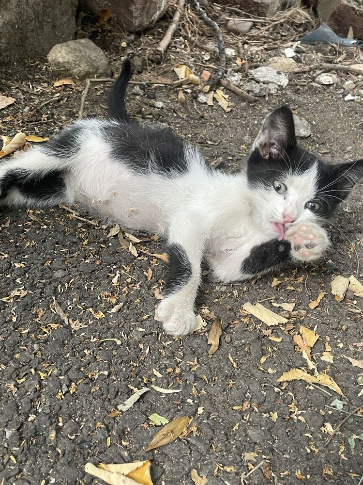 Подарявам малко коте