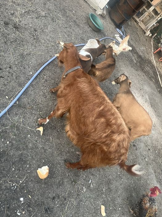 Vand capre foarte bune si cuminti