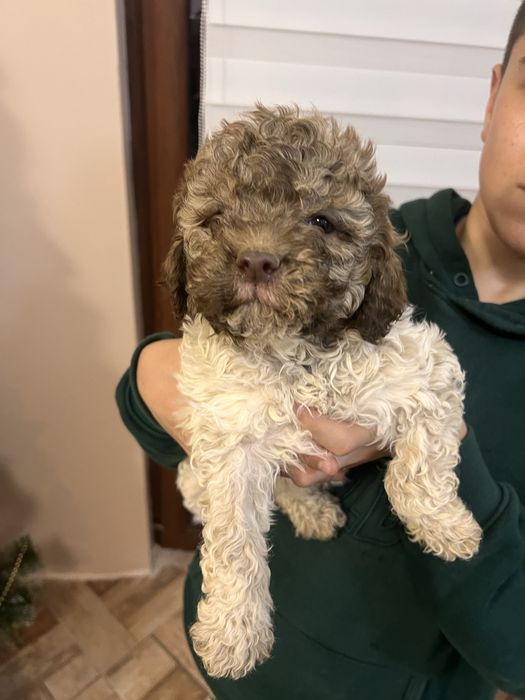 Кученца Lagotto Romagnolo