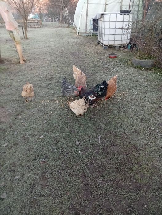 Vând puicute tinere