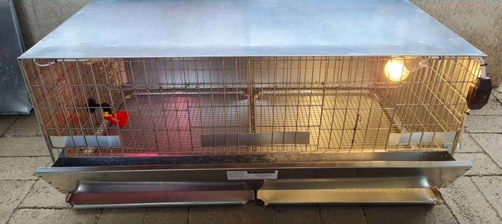 Maternitate pui ĝaina