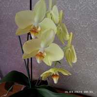 Продам орхидею,отличные корни.