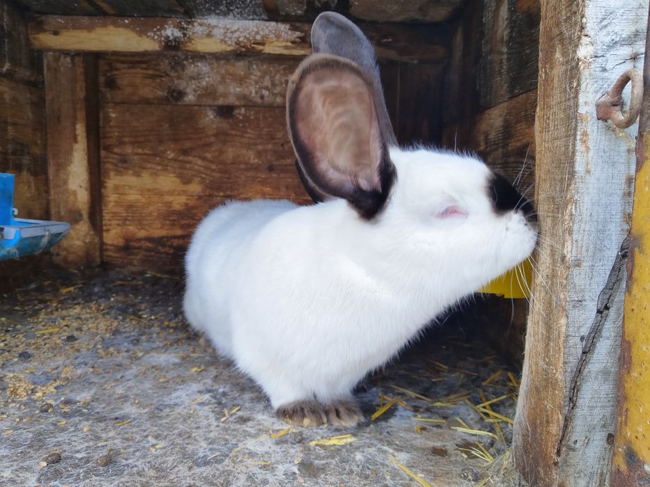 Iepuri, Gaini si Cocosi Brahma HD, Urias de Transilvania