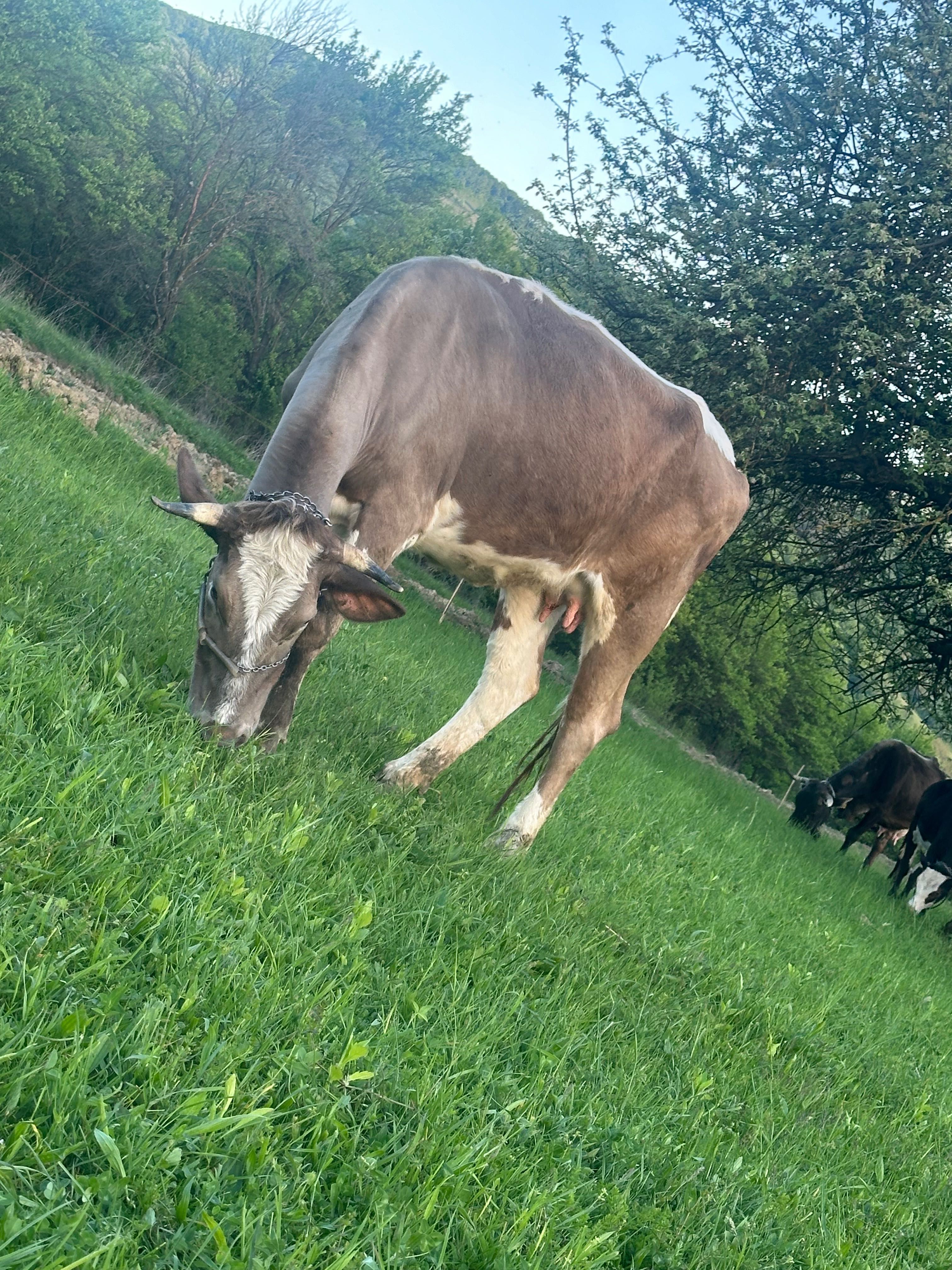 Vaca de 3 ani    Gestantă în 3 luni