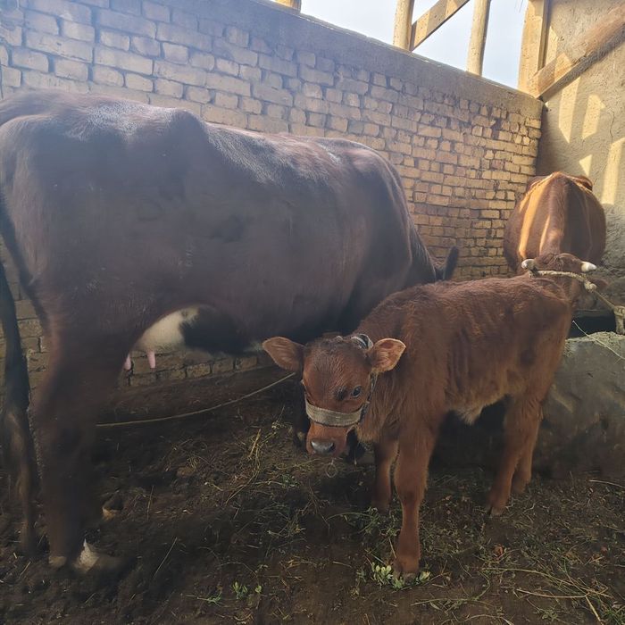 Зотли Она Бола Сигир сотилади