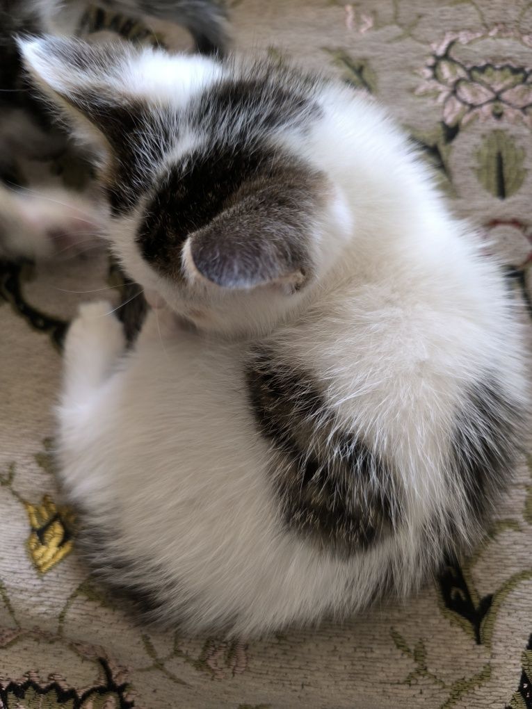 Подарю котят в добрые руки!