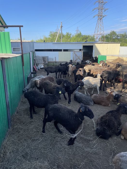 Кои токты сатылады Садаха Шілдехана Қудалық т/б