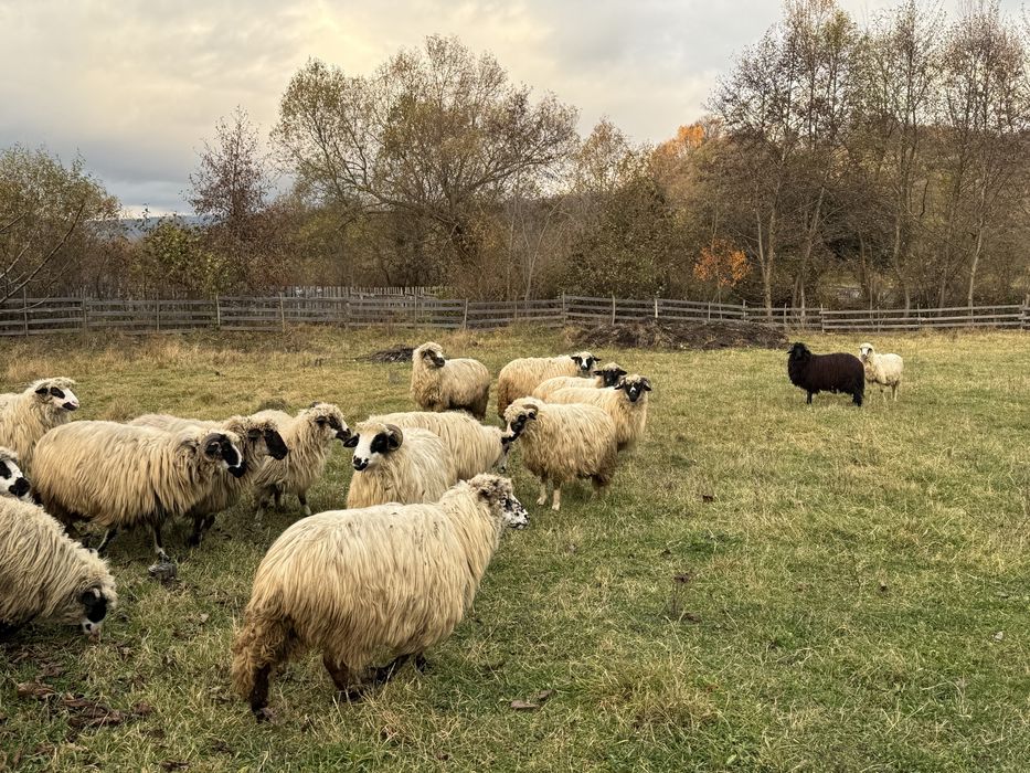Vand miori si stramiori 18 breze si oacheșe