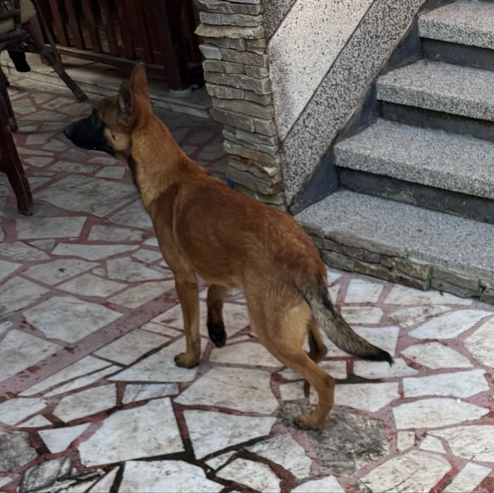 Кученца Белгийски овчарки