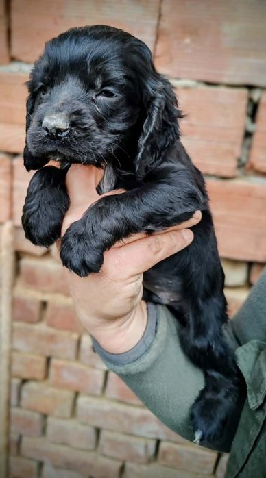 Мъжко и женско кученце Кокер-спрингер шпаньол