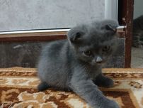 Продаются котята