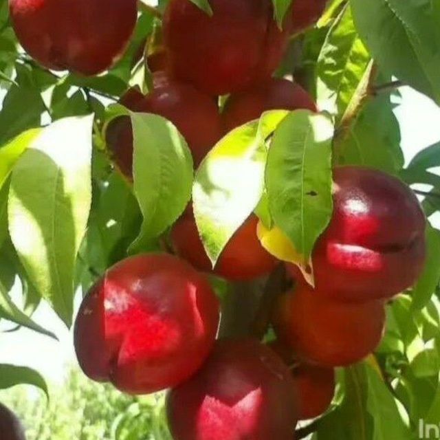 Нархлари келишилган холда кучатлар сотилади Самарканд