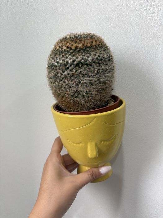 продам кактусы цветующие