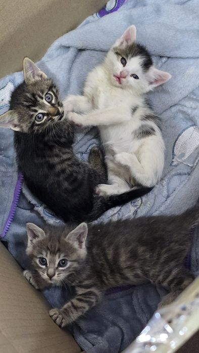 Отдам котят в хорошие руки.