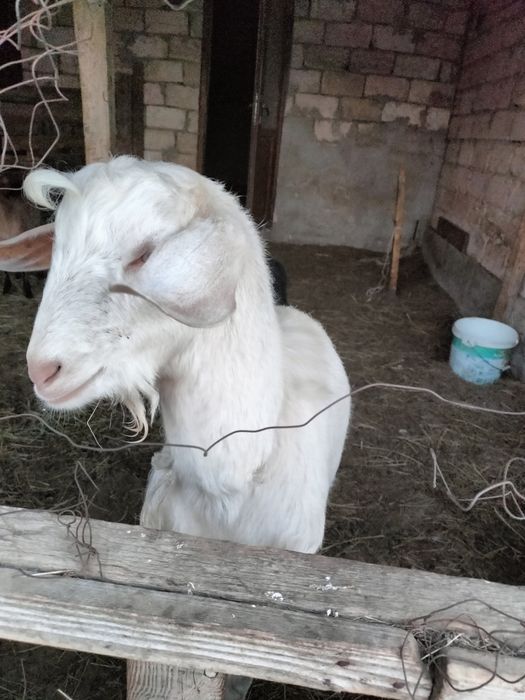 Жас Теке және малға нан сатылады