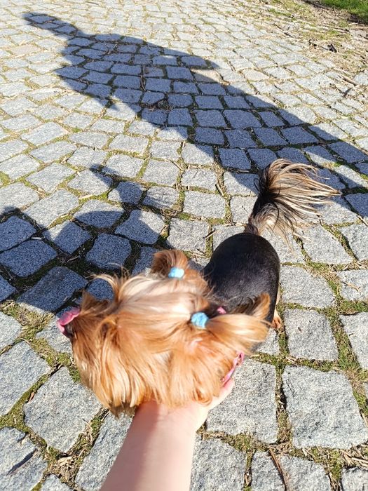 Отдава се мини йорки (3-годишен, възпитан, много спокоен)