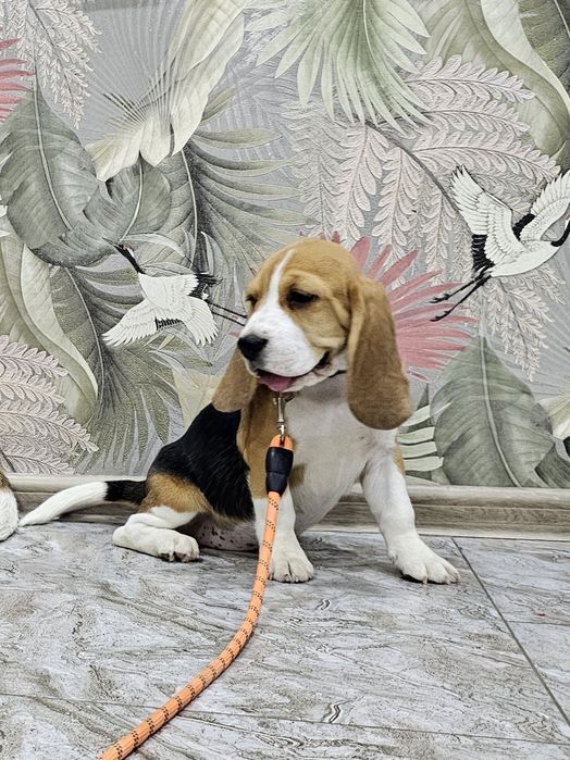 Породистая девочка бигля