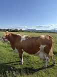 Vaca bălțată de vanzare