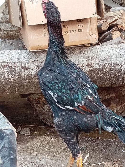 Yosh joja zotli joja