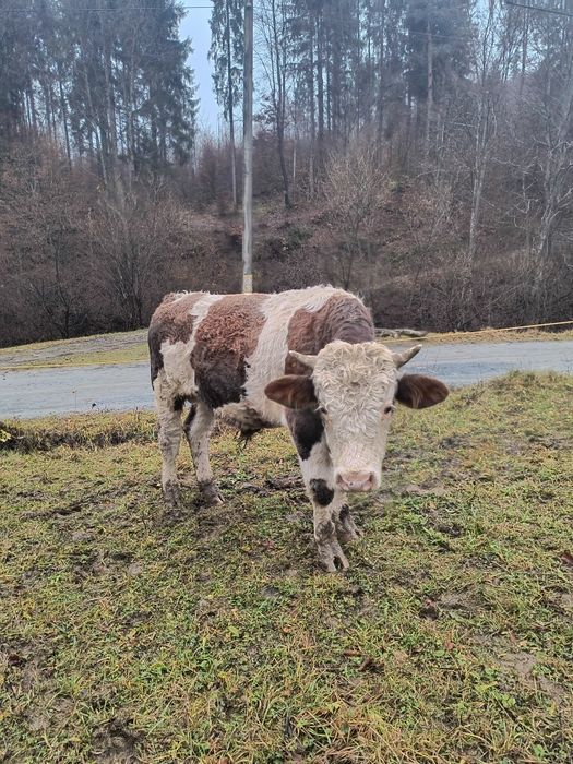 Vând taur bălțat!
