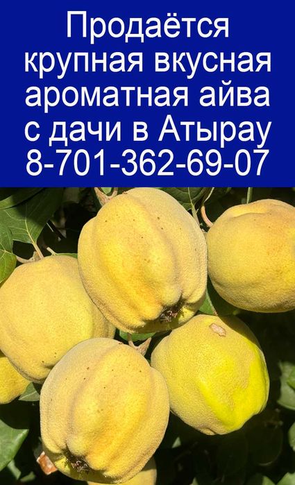 Продаётся крупная вкусная ароматная айва с дачи в Атырау