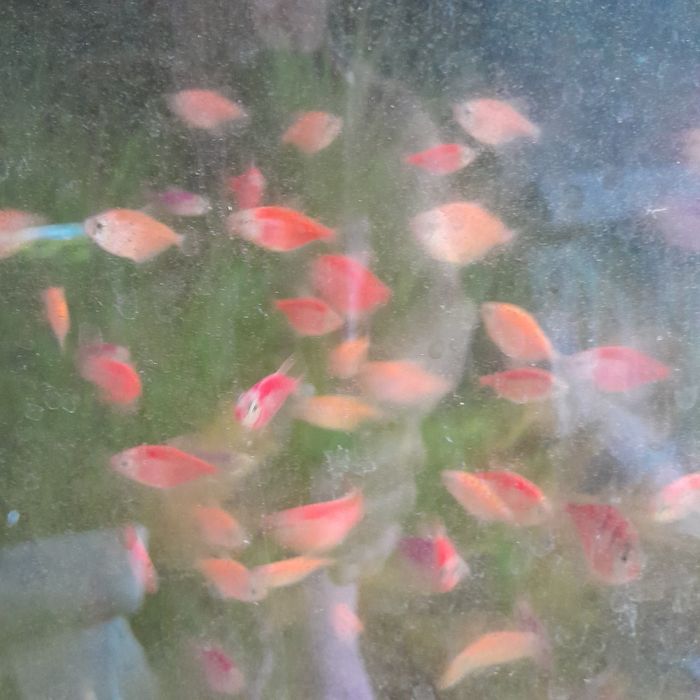 Аквариумная рыбка тернеция