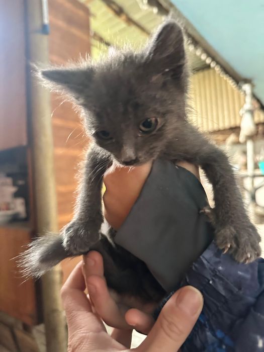 Бесплатно котята