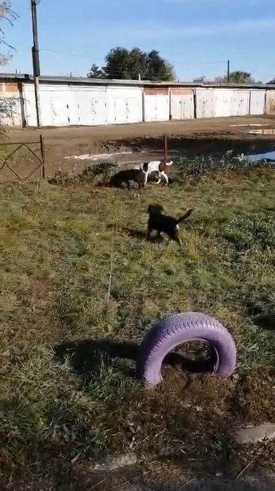 Щенкам нужен дом!