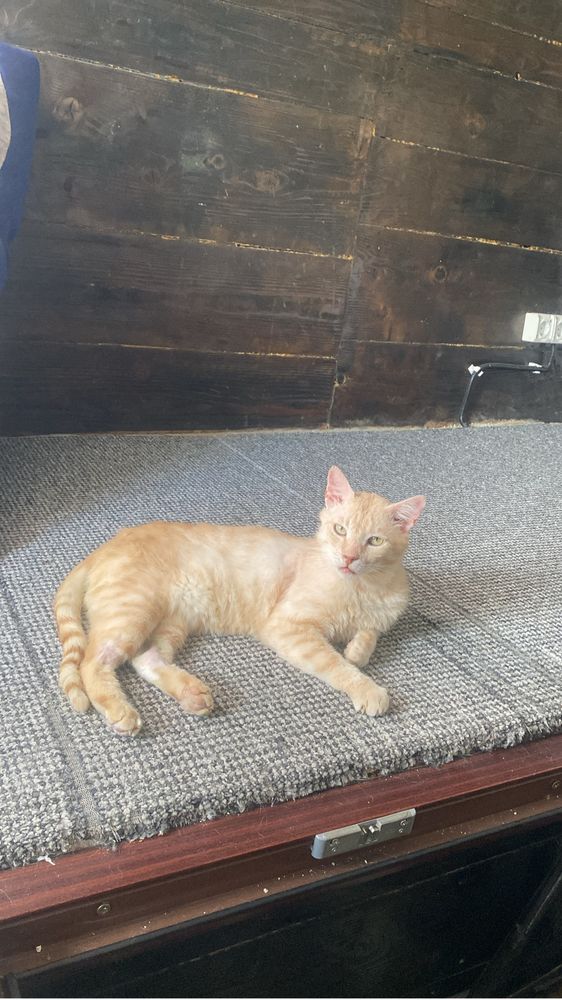 Motanel senior pentru adoptie