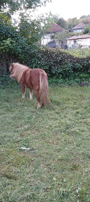 De vânzare iapă  frumoasă