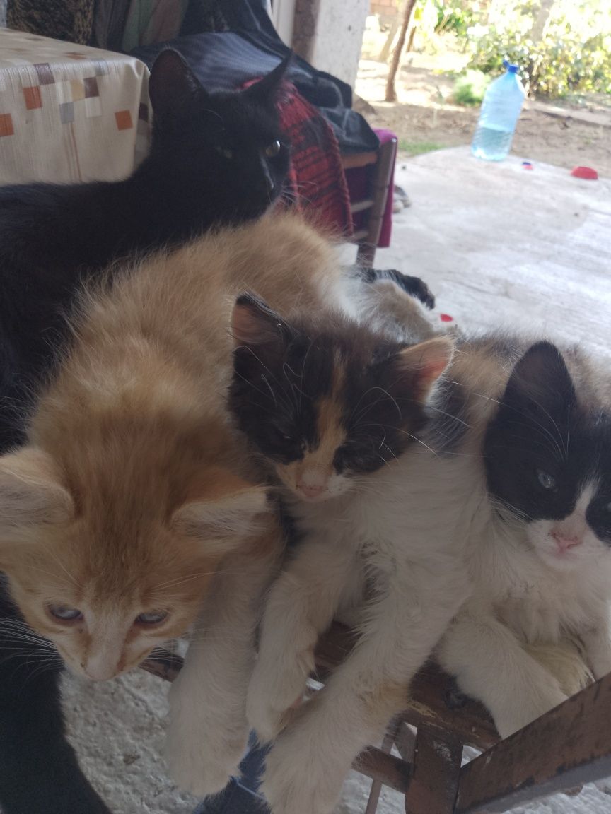 Подарявам котенца