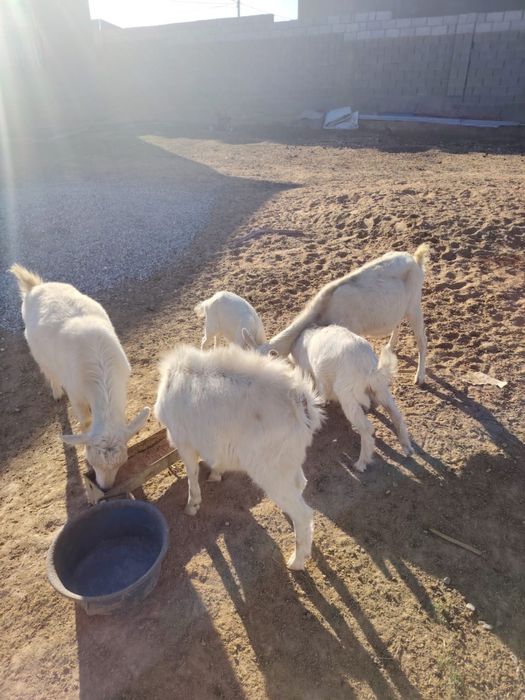 Заанен ешкілер сатылады