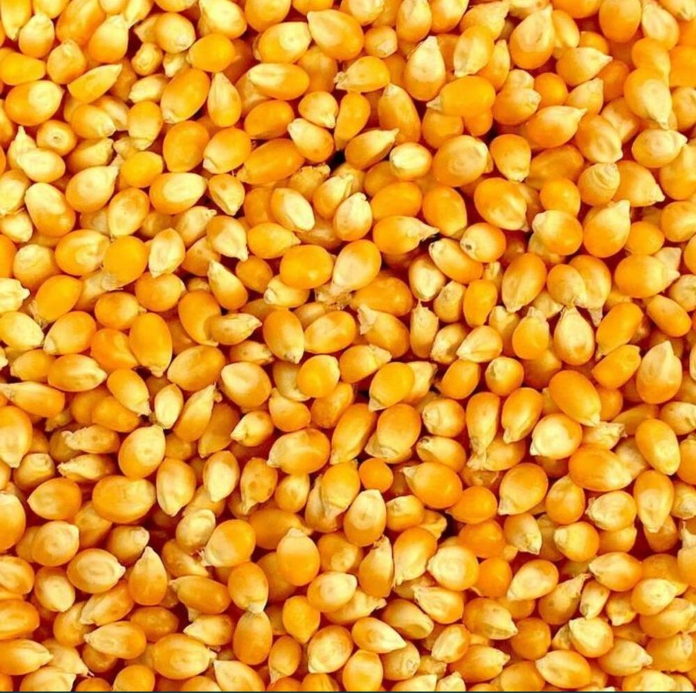 Pop korn. Amerika  joxori