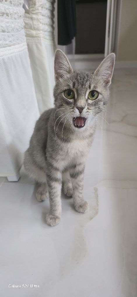Кошка ласковая игривая кушает домашнюю еду и корм для кошек
