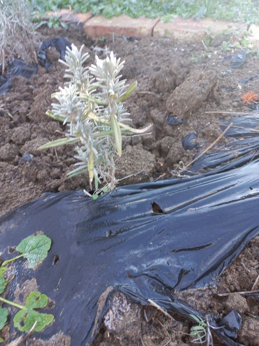 Rasad,butasi lavanda