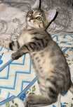 Мальчик котенок СРОЧНО!