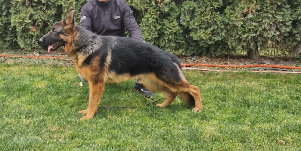 Ciobanesc German mascul