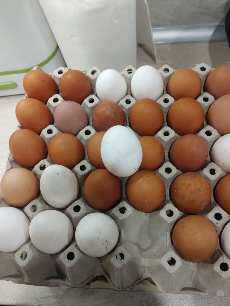 Домашни пресни  яйца