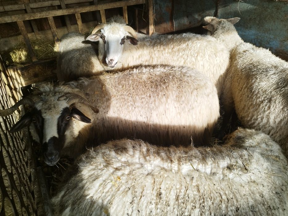 Vind oi tratate rasa Bîrca și turcana