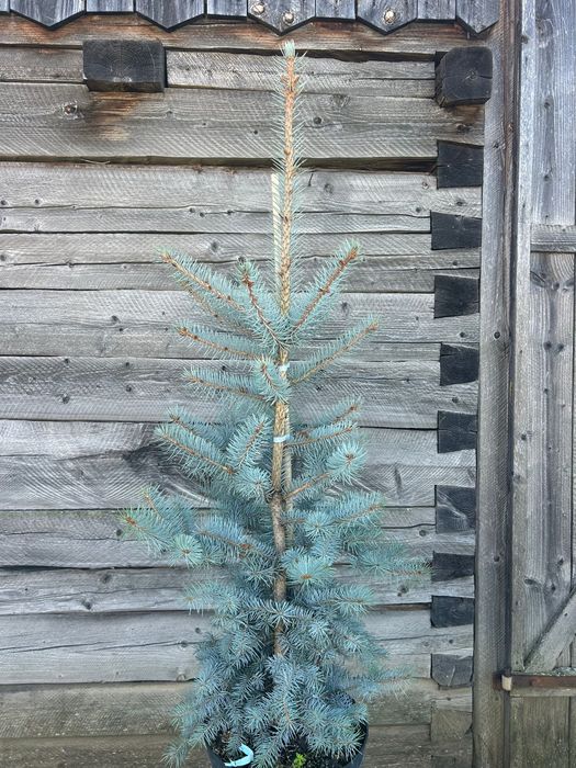 Molid argintiu Edit- Picea pungens Edit