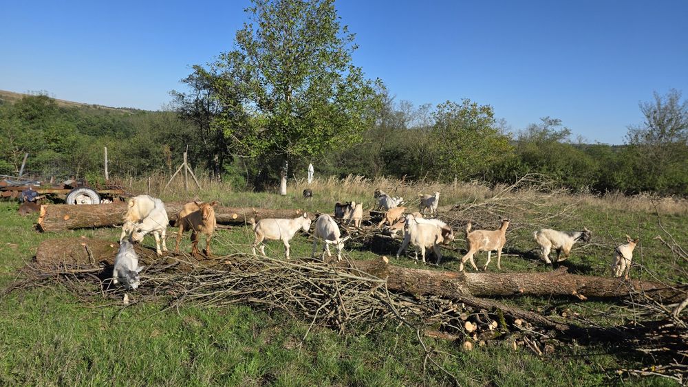 Vând 8 țapi 300 lei negociabil