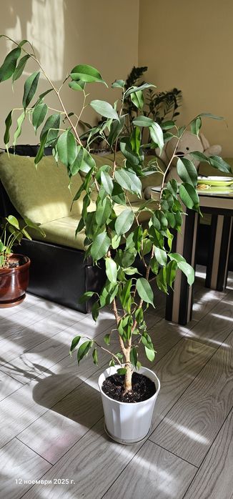 Бенджамин 100 см