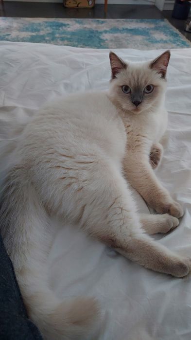 British Shorthair