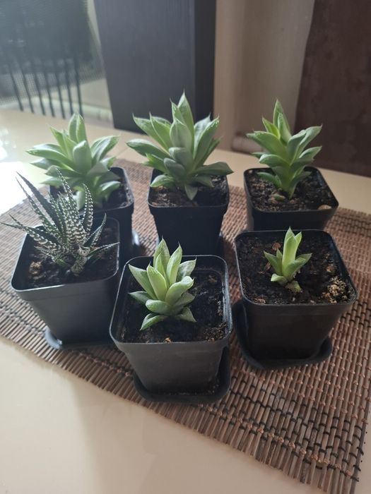 Суккуленты- неприхотливые друзья человека