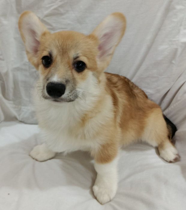 Щенки корги чистокровные