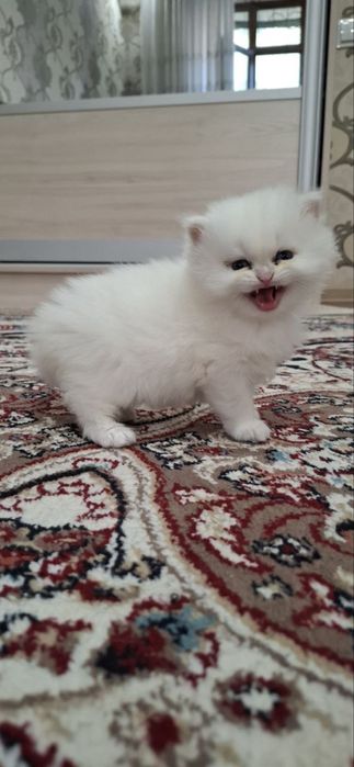 Британские котята шиншиллы