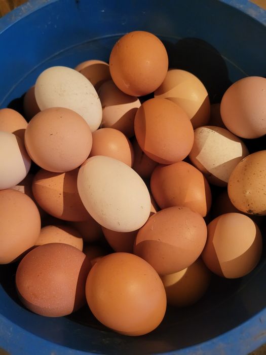 Продаю домашнее яйцо диетическое  всегда свежее
