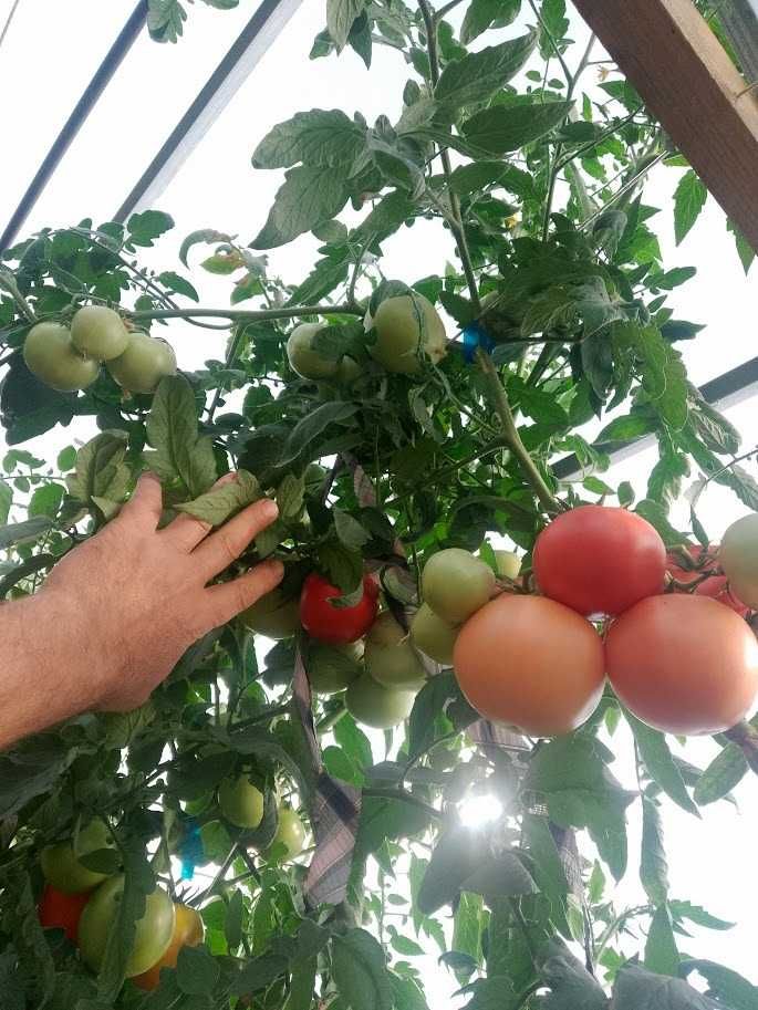 Продавам домати розови сортове , София с. Бусманци - само на място !