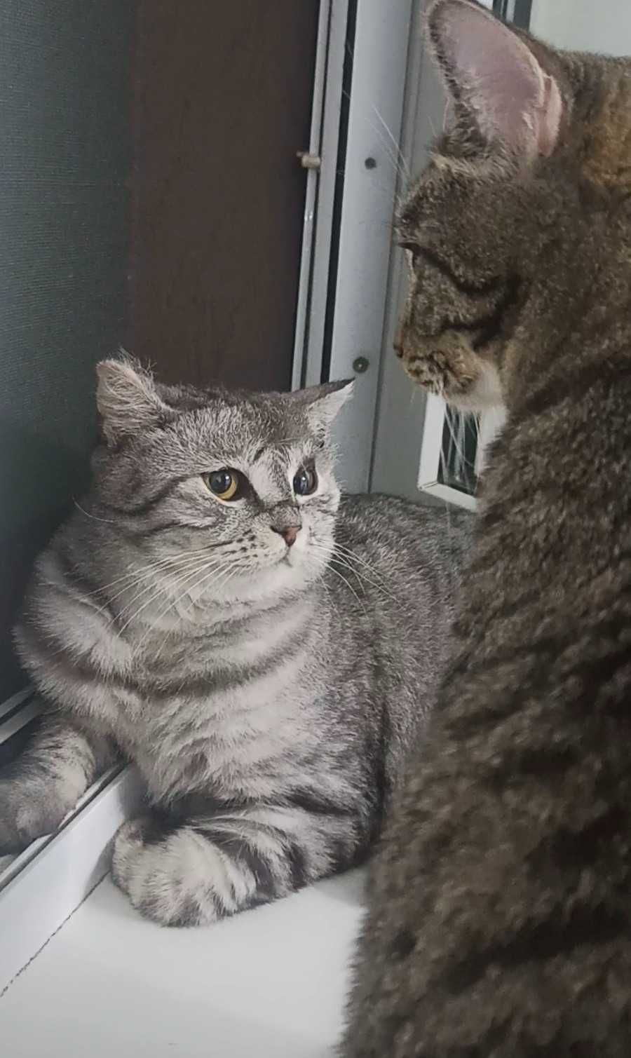Красивый котик ищет дом