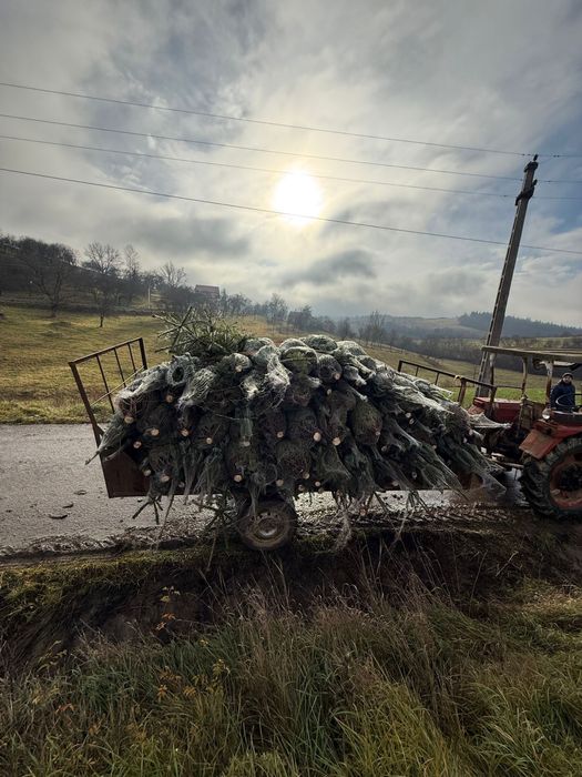 Vand brazi naturali !